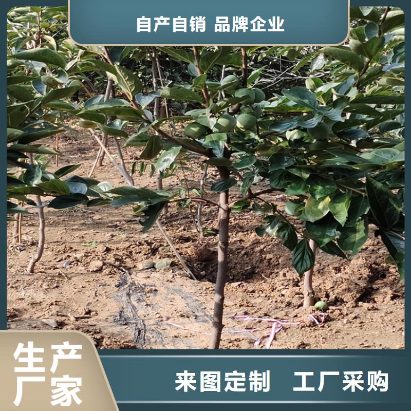 板栗苗-视频-肇庆市板栗苗-轩园园艺场(肇庆市分公司)服务区域四会|端州|广州|云浮|湛江|中山|梅州