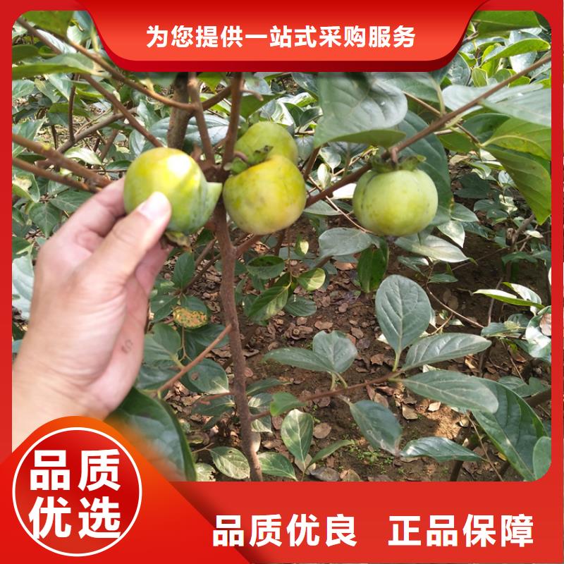 板栗苗-视频-板栗苗_湖南省轩园园艺场(湖南省分公司)