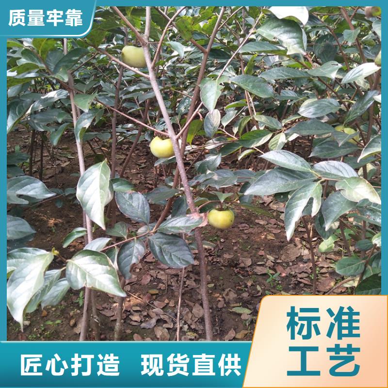 柿子3公分石榴苗支持拿样