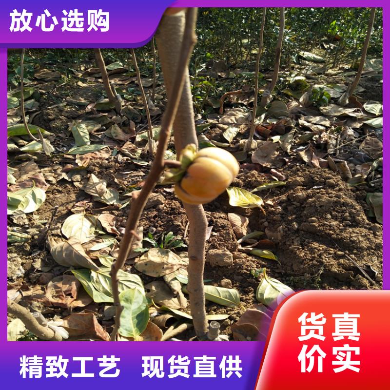 板栗苗-视频-肇庆市板栗苗-轩园园艺场(肇庆市分公司)服务区域四会|端州|广州|云浮|湛江|中山|梅州