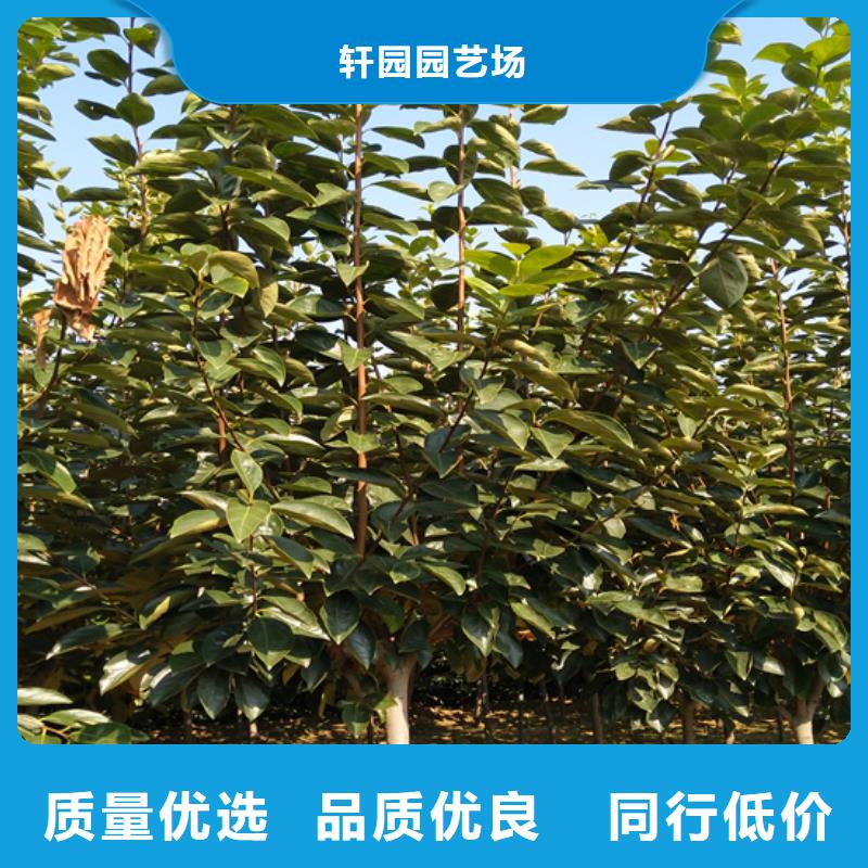 柿子嘎啦苹果好货有保障