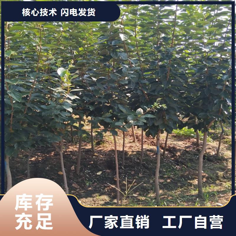 柿子嘎啦苹果好货有保障