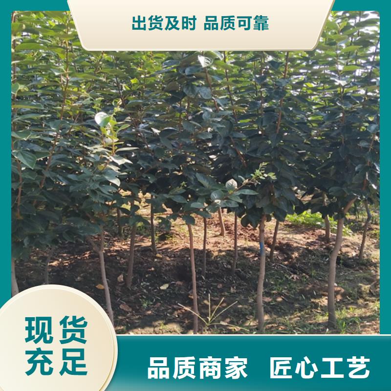 好品质用的放心 柿子【桃树苗】厂家销售