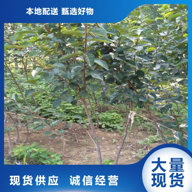 板栗苗-视频-肇庆市板栗苗-轩园园艺场(肇庆市分公司)服务区域四会|端州|广州|云浮|湛江|中山|梅州