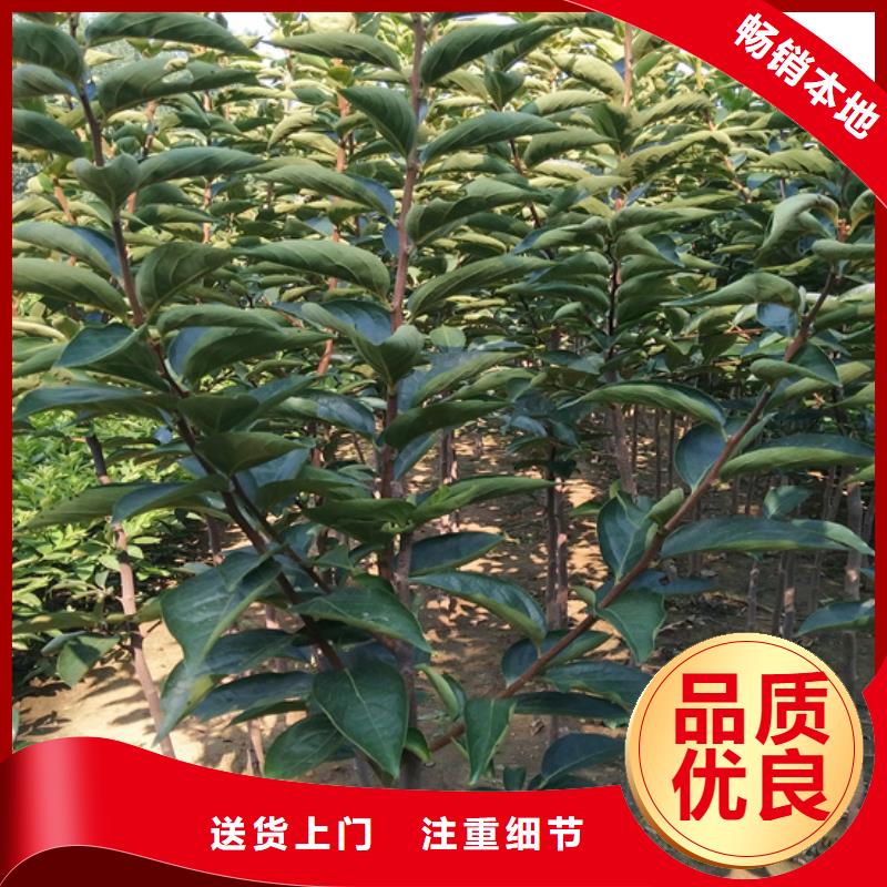 厂家实力雄厚【柿子】 蓝莓苗厂家直销在有卖的吗
