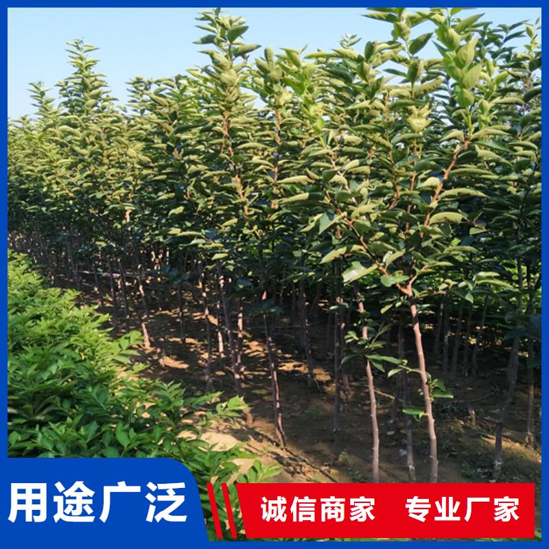 板栗苗-视频-肇庆市板栗苗-轩园园艺场(肇庆市分公司)服务区域四会|端州|广州|云浮|湛江|中山|梅州