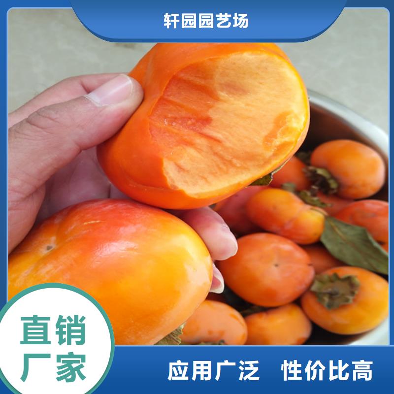 板栗苗-视频-肇庆市板栗苗-轩园园艺场(肇庆市分公司)服务区域四会|端州|广州|云浮|湛江|中山|梅州