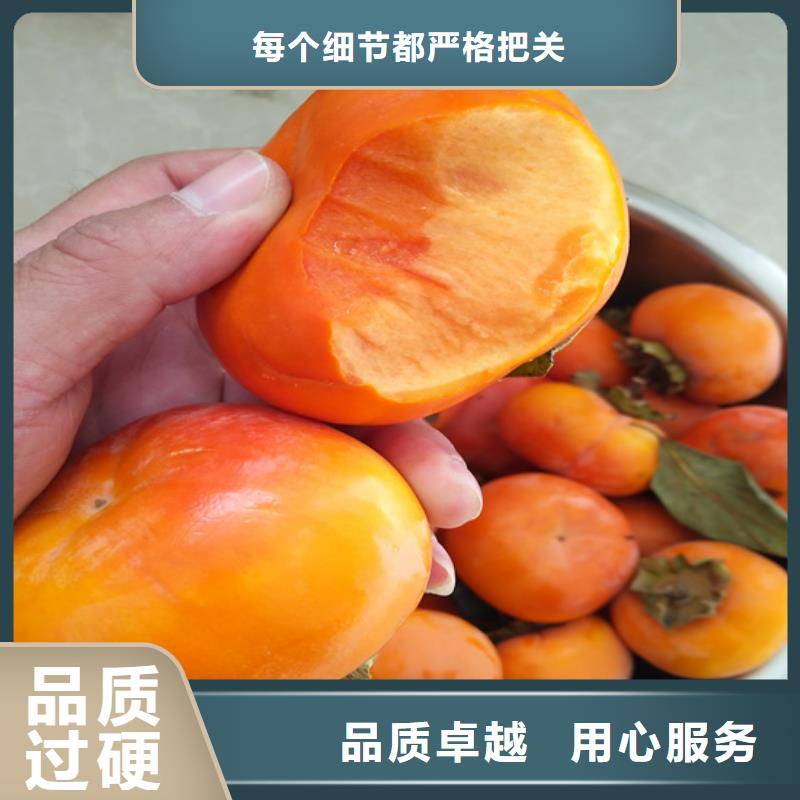 板栗苗-视频-板栗苗_湖南省轩园园艺场(湖南省分公司)