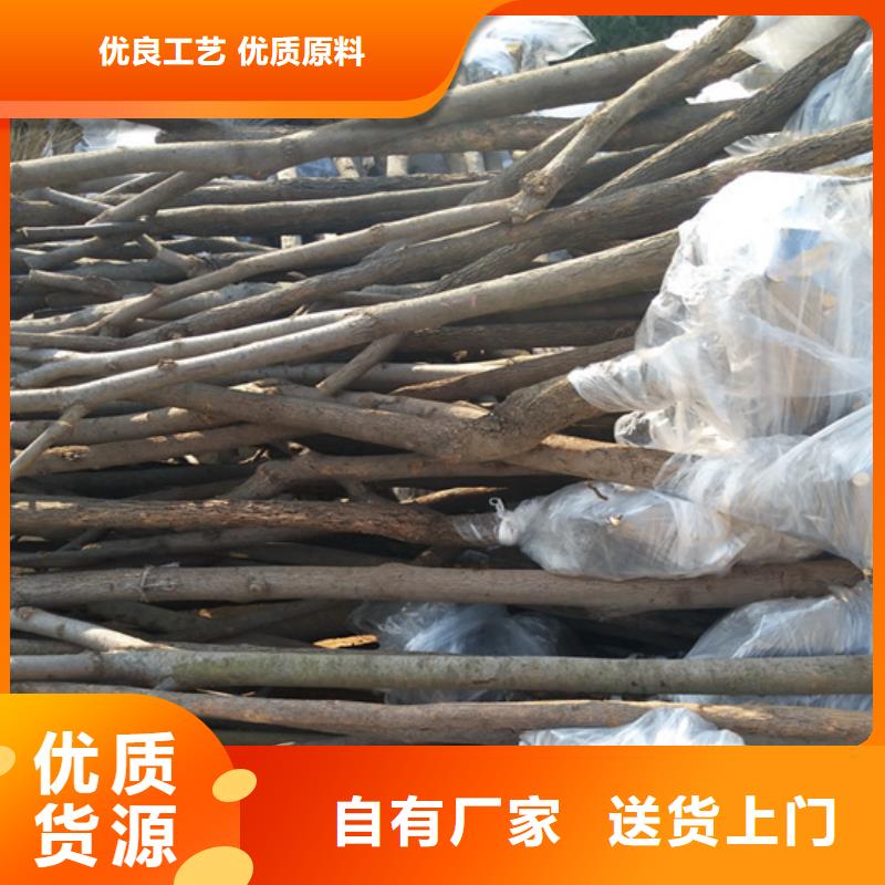 柿子杏树苗欢迎来电咨询