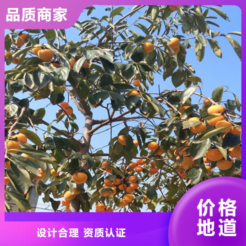 柿子嘎啦苹果好货有保障