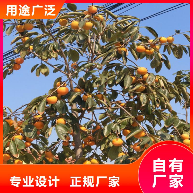 板栗苗-视频-肇庆市板栗苗-轩园园艺场(肇庆市分公司)服务区域四会|端州|广州|云浮|湛江|中山|梅州