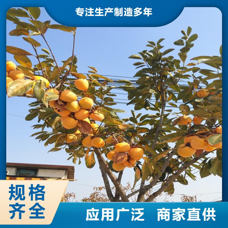 板栗苗-视频-板栗苗_湖南省轩园园艺场(湖南省分公司)