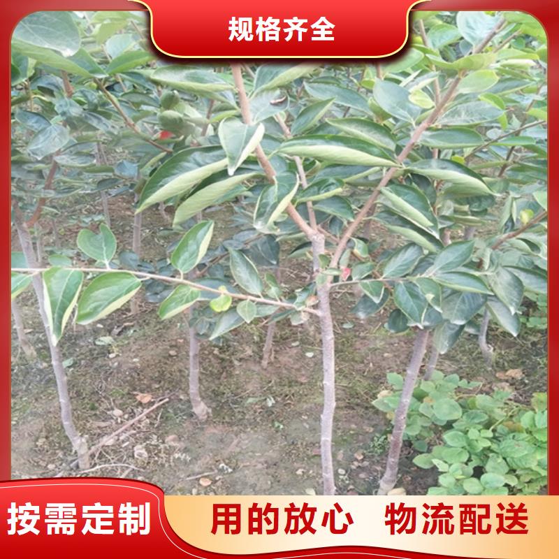 板栗苗-视频-肇庆市板栗苗-轩园园艺场(肇庆市分公司)服务区域四会|端州|广州|云浮|湛江|中山|梅州