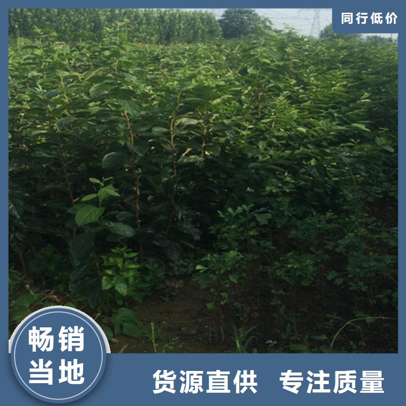 板栗苗-视频-板栗苗_湖南省轩园园艺场(湖南省分公司)