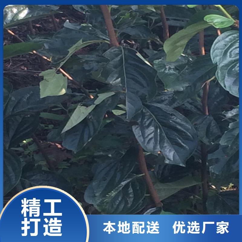 板栗苗-视频-肇庆市板栗苗-轩园园艺场(肇庆市分公司)服务区域四会|端州|广州|云浮|湛江|中山|梅州