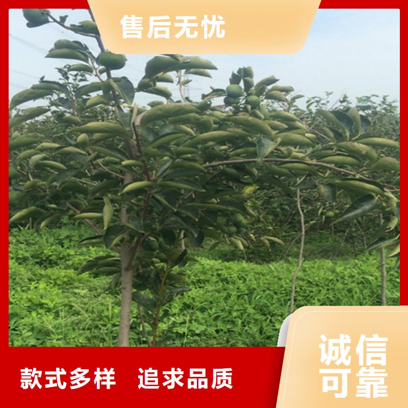 板栗苗-视频-板栗苗_湖南省轩园园艺场(湖南省分公司)