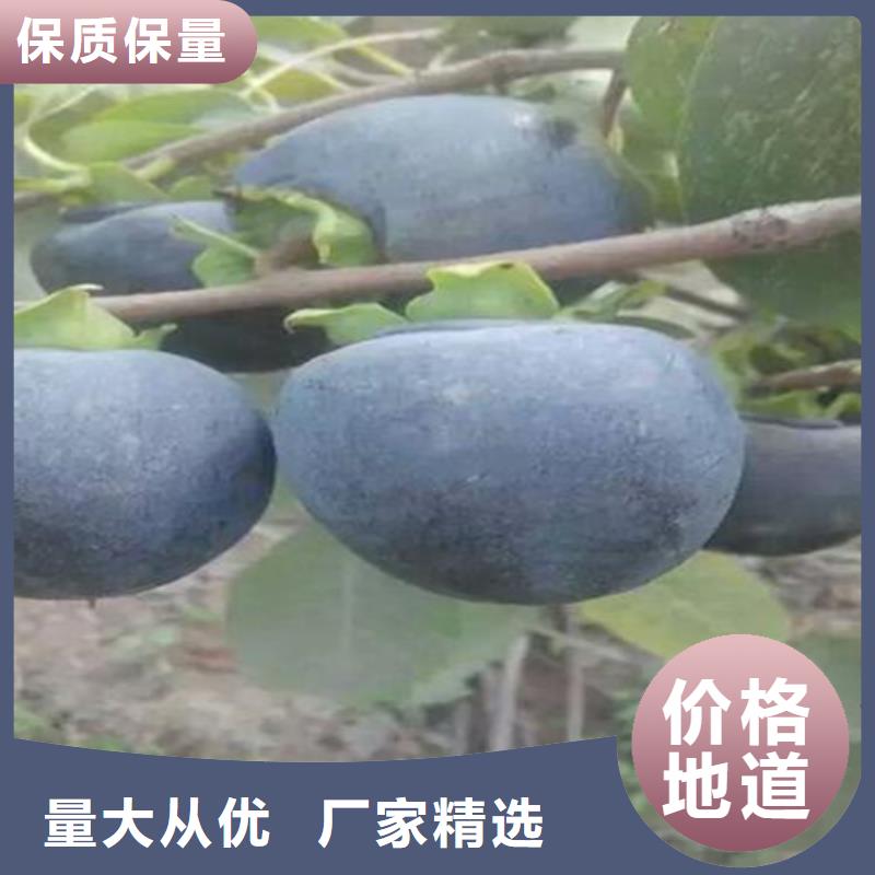 板栗苗-视频-板栗苗_湖南省轩园园艺场(湖南省分公司)