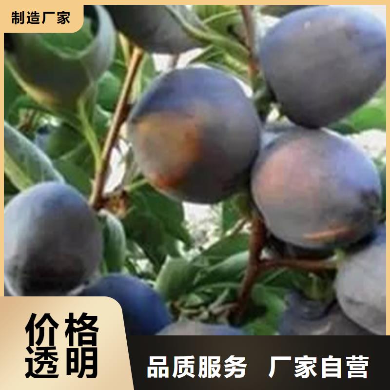 板栗苗-视频-肇庆市板栗苗-轩园园艺场(肇庆市分公司)服务区域四会|端州|广州|云浮|湛江|中山|梅州