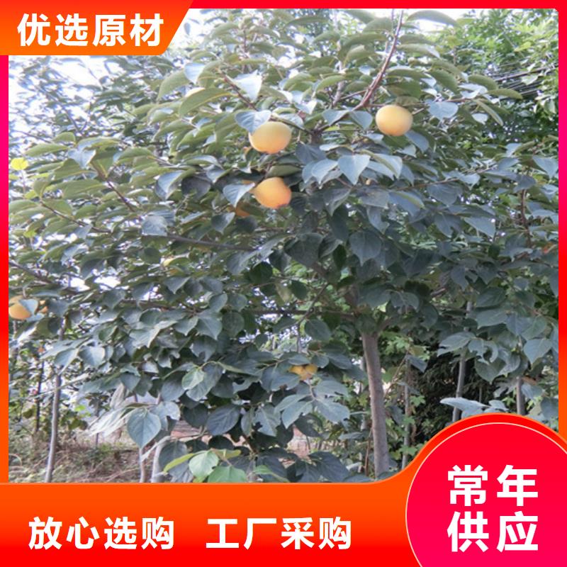 板栗苗-视频-板栗苗_湖南省轩园园艺场(湖南省分公司)