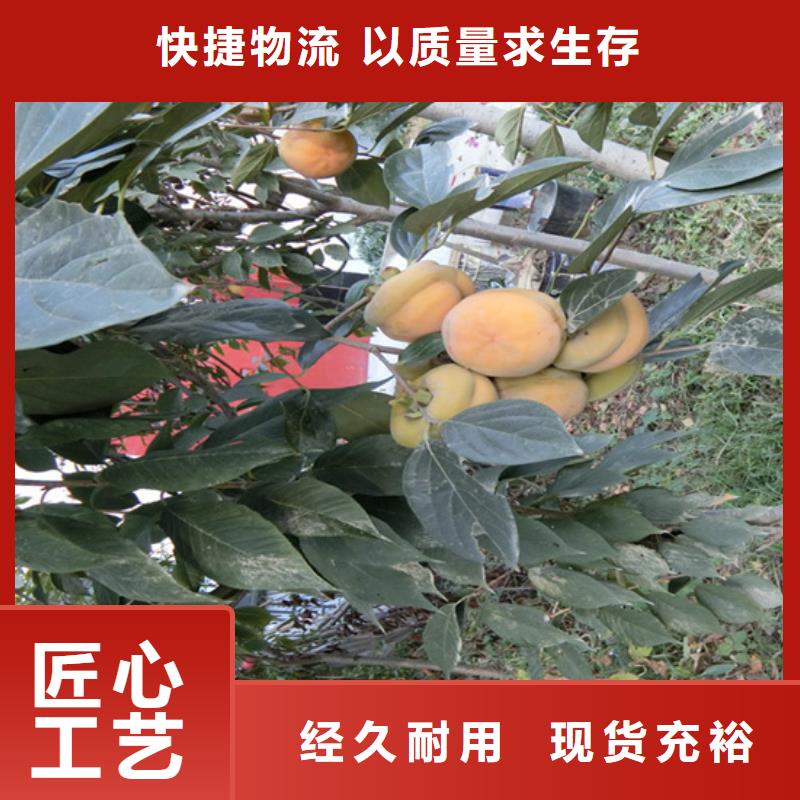 板栗苗-视频-板栗苗_湖南省轩园园艺场(湖南省分公司)