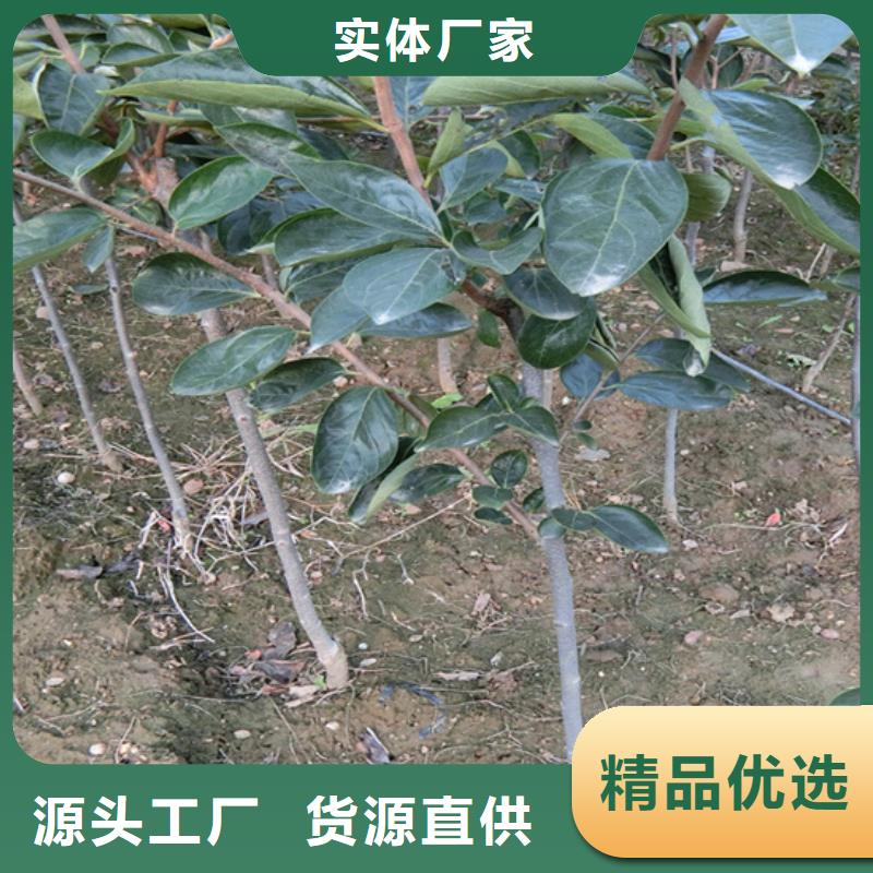 板栗苗-视频-板栗苗_湖南省轩园园艺场(湖南省分公司)