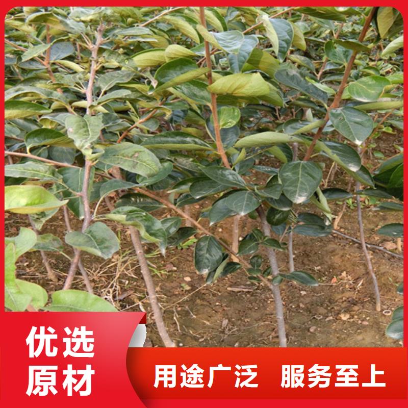 柿子3公分石榴苗支持拿样