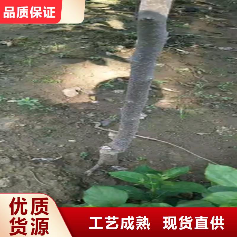 板栗苗-视频-板栗苗_湖南省轩园园艺场(湖南省分公司)