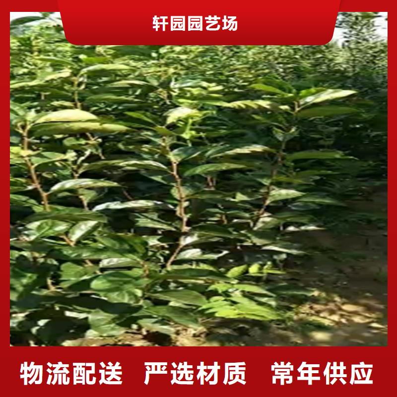 板栗苗-视频-肇庆市板栗苗-轩园园艺场(肇庆市分公司)服务区域四会|端州|广州|云浮|湛江|中山|梅州