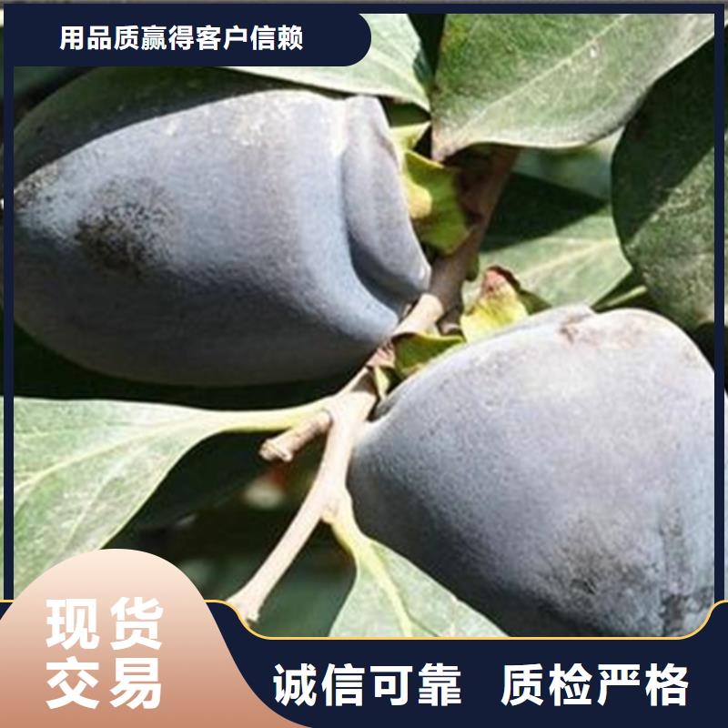 柿子嘎啦苹果好货有保障