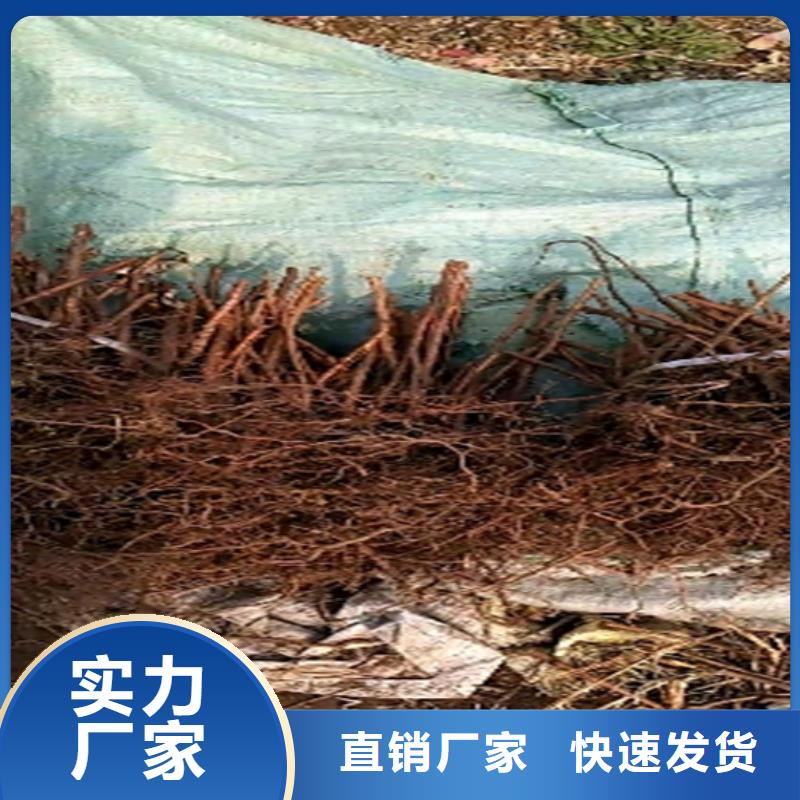 板栗苗视频-板栗苗_湖北省黄石市市场覆盖铁山|阳新|随州|十堰|宜昌|荆门|鄂州等