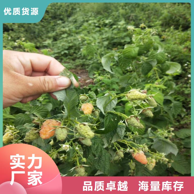 板栗苗视频-板栗苗_湖北省黄石市市场覆盖铁山|阳新|随州|十堰|宜昌|荆门|鄂州等