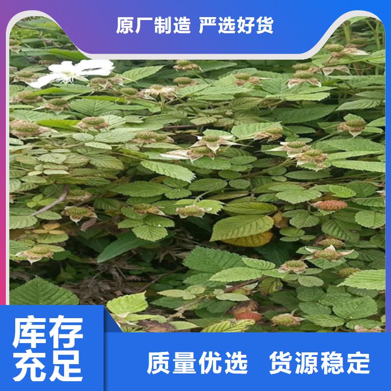 板栗苗视频-板栗苗_湖北省黄石市市场覆盖铁山|阳新|随州|十堰|宜昌|荆门|鄂州等