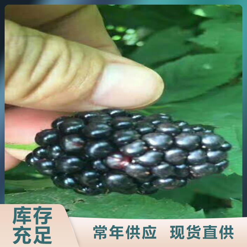 树莓桃树苗型号全价格低