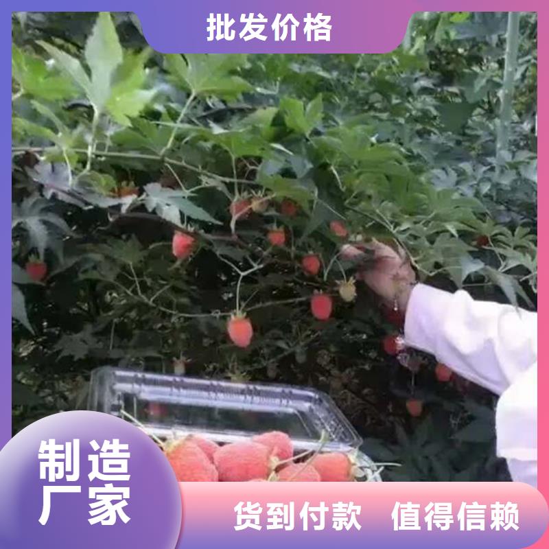 【树莓】樱桃苗工厂直供