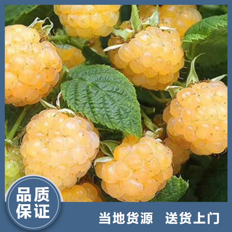 轩园:【支持大批量采购 树莓 桃树苗好产品好服务】_视频介绍