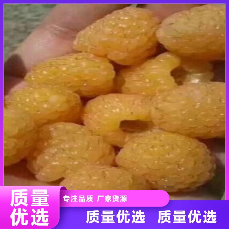 树莓桃树苗型号全价格低