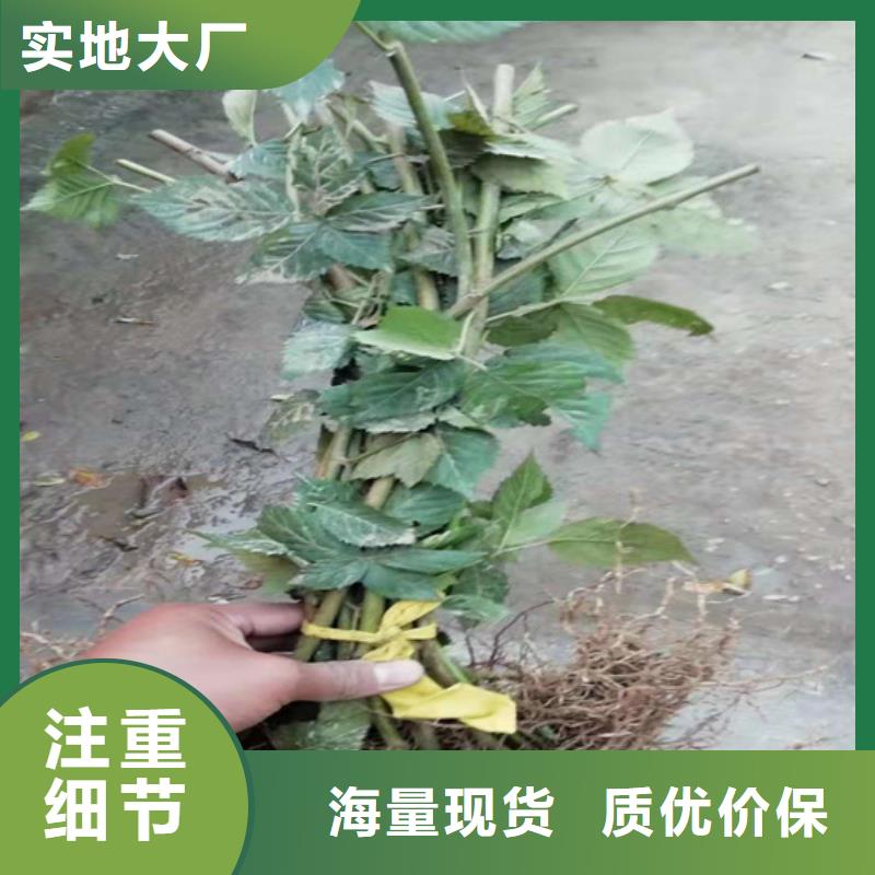 树莓蓝莓苗定制批发