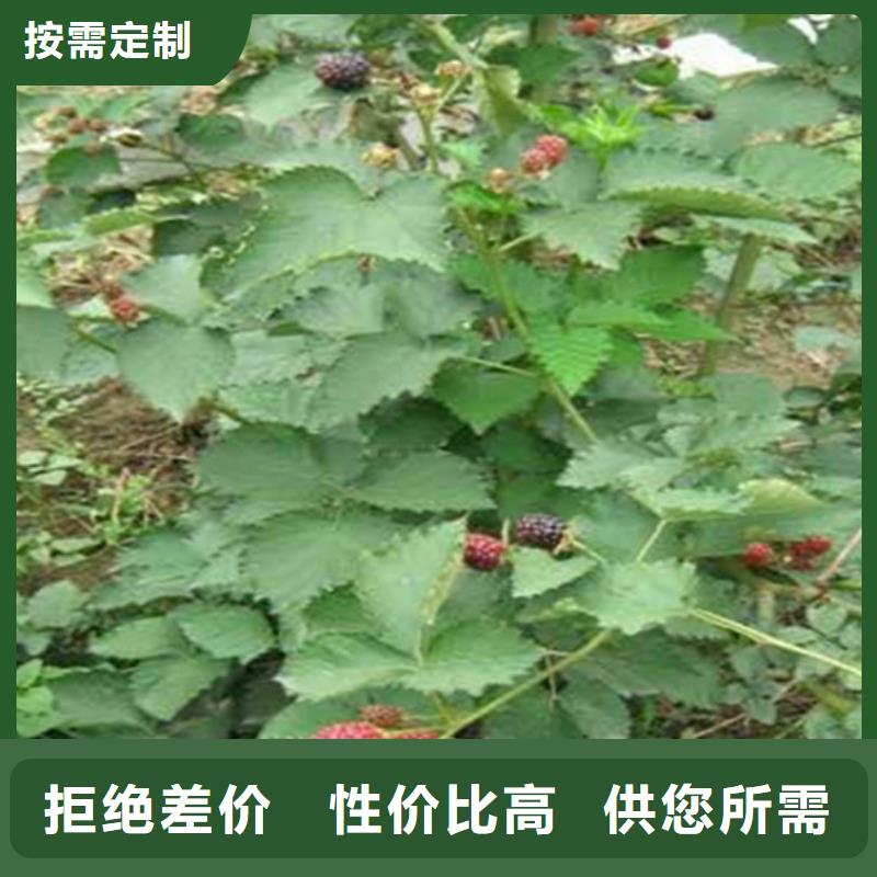 板栗苗视频-板栗苗_湖北省黄石市市场覆盖铁山|阳新|随州|十堰|宜昌|荆门|鄂州等