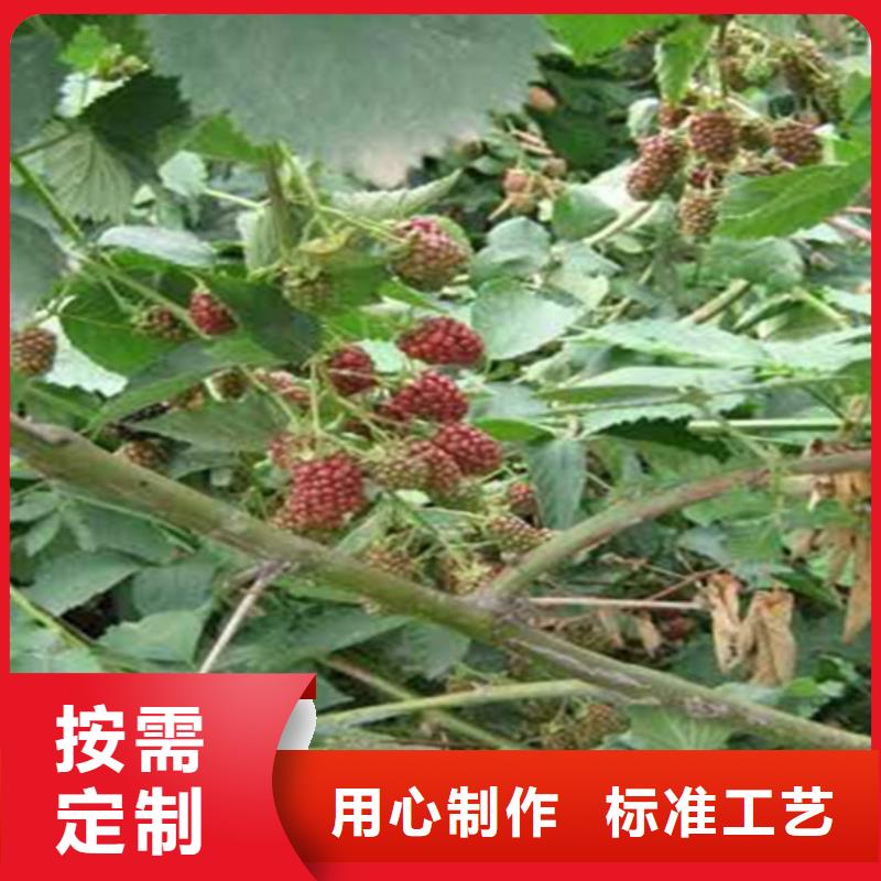 树莓苹果苗产品参数