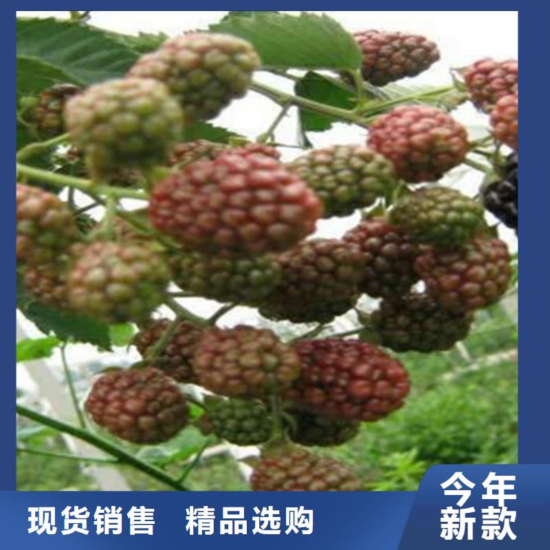板栗苗视频-板栗苗_湖北省黄石市市场覆盖铁山|阳新|随州|十堰|宜昌|荆门|鄂州等