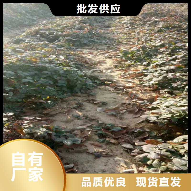 板栗苗视频-板栗苗_湖北省黄石市市场覆盖铁山|阳新|随州|十堰|宜昌|荆门|鄂州等