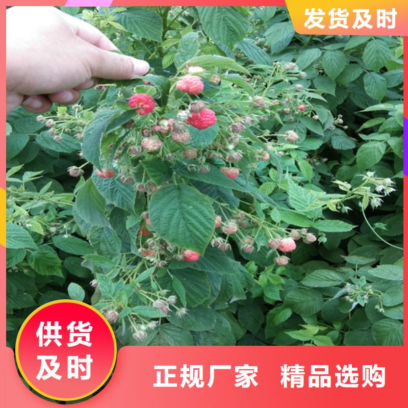 敢与同行比服务 树莓 【蓝莓苗】海量现货-同城用品质说话_产品中心