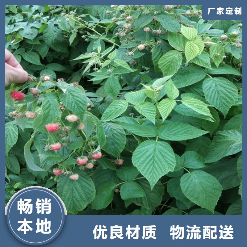 板栗苗视频-板栗苗_湖北省黄石市市场覆盖铁山|阳新|随州|十堰|宜昌|荆门|鄂州等