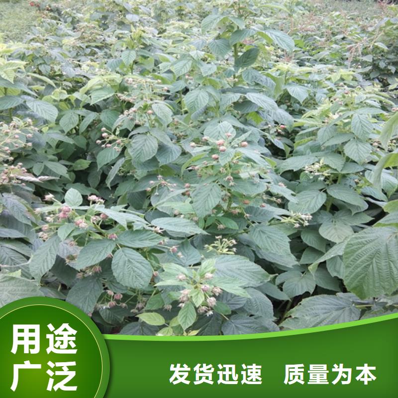 板栗苗视频-板栗苗_湖北省黄石市市场覆盖铁山|阳新|随州|十堰|宜昌|荆门|鄂州等