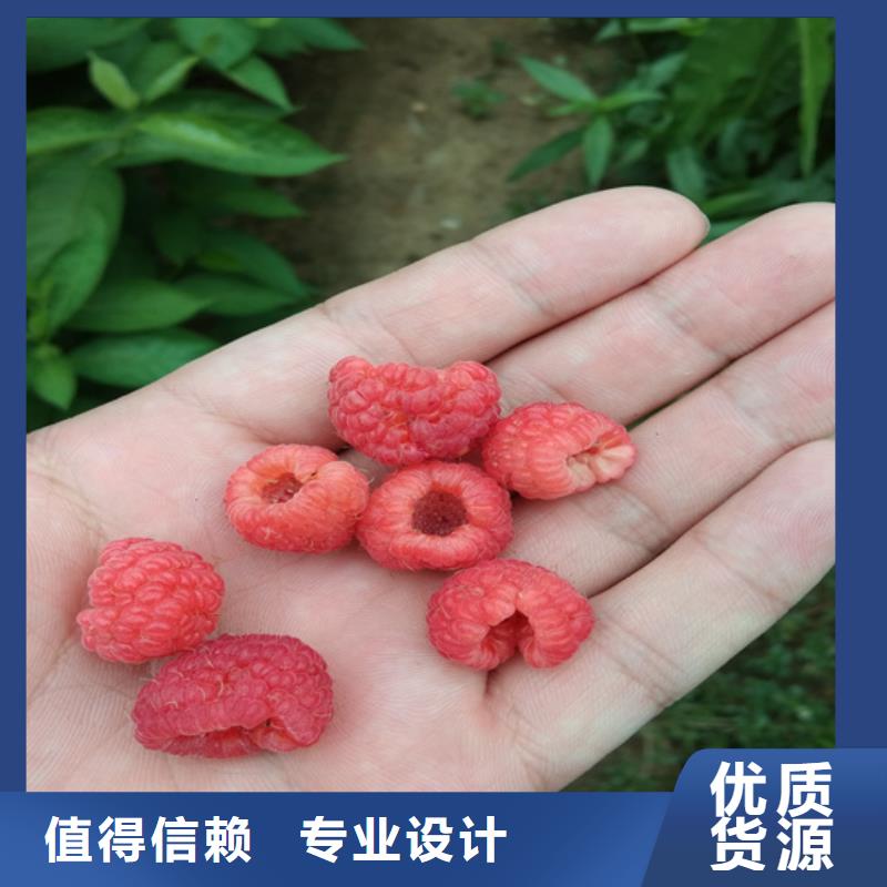 板栗苗视频-板栗苗_湖北省黄石市市场覆盖铁山|阳新|随州|十堰|宜昌|荆门|鄂州等