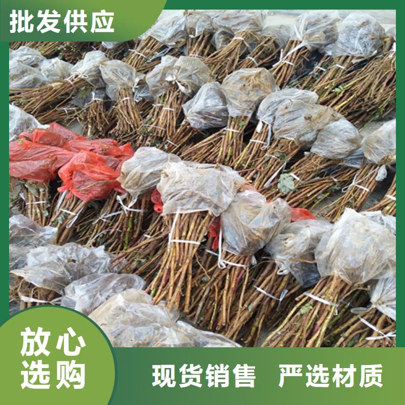 树莓-花椒苗现货采购