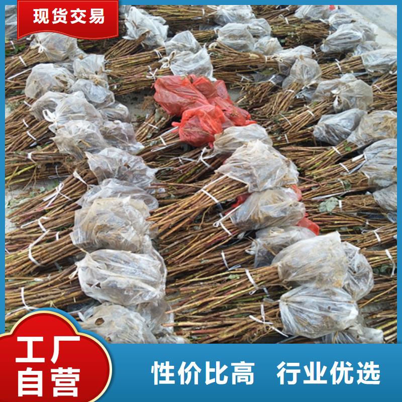 树莓桃树苗型号全价格低