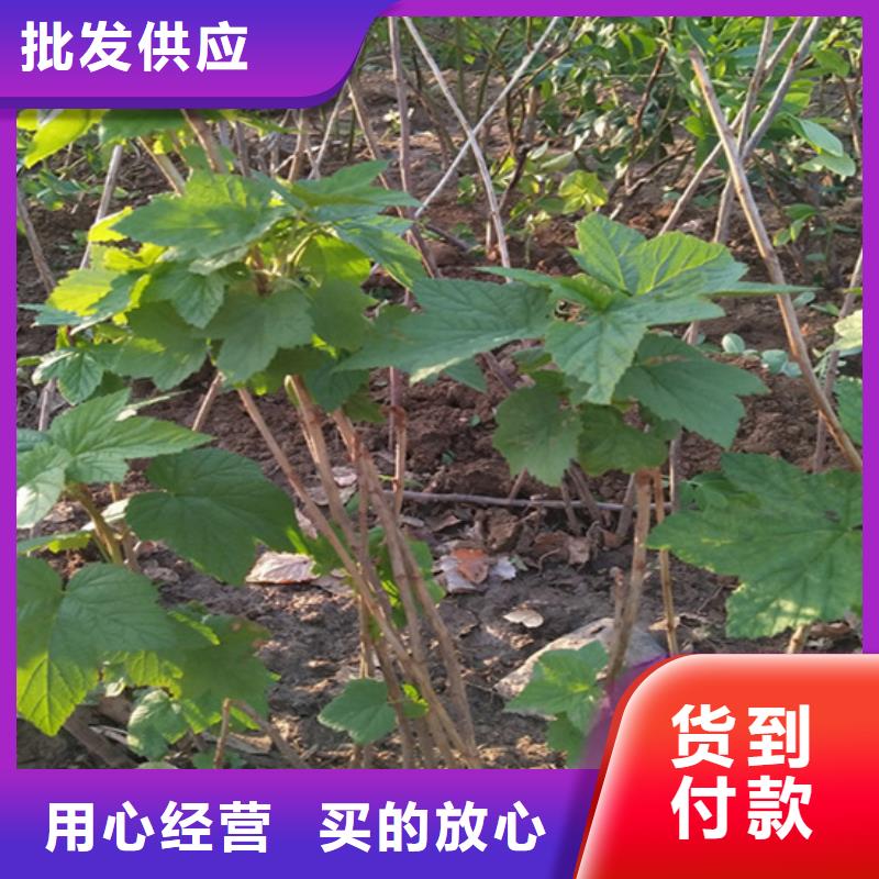 树莓梨树苗匠心制造