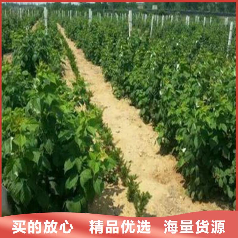 树莓桃树苗型号全价格低