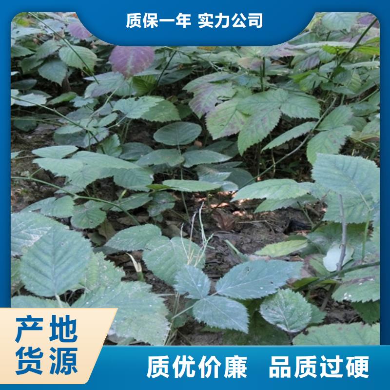 板栗苗视频-板栗苗_湖北省黄石市市场覆盖铁山|阳新|随州|十堰|宜昌|荆门|鄂州等